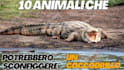 create wildlife  animals copyright free videos for youtube