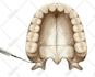 do medical, dental and scientific illustrations for you