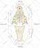 do realistic medical illustrations