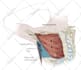 create medical and scientific illustration for publication