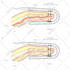 create anatomy, medical, and scientific illustrations
