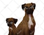draw custom cute cartoon portrait, cute pet portrait