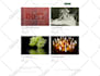 build a professional wordpress website