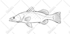 draw vector line art illustration in 4 hours