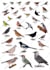 draw watercolor nature of birds and animals