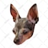 draw your pet into a cartoon vector art