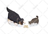 draw cute pet animal illustration
