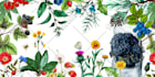 create watercolor or pencil drawn botanical illustrations