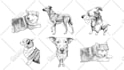 draw a professional dog or cat illustration for you