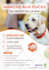 design professional pet, dog and animal flyers or postcards