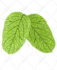 draw vector plants, fruits and vegetables illustration