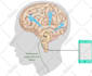 make a scientific illustration for your next paper