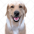 make vector illustration dog cat animal pet cartoon portrait