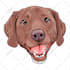 do animals cartoon illustration