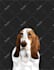 draw dog cat pet portrait vector illustration