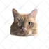 draw high quality vector art for your pet