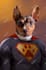 create custom super hero pet portrait
