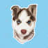 draw your dog cat or pet animals in vector art illustration