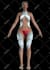 create clo 3d and marvelous designer clothing
