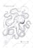 create handdrawn ink illustrations for t shirt