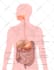 do all medical, dental and scientific illustrations for you