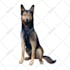 draw a cartoony custom pet portrait