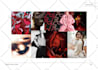 create color palettes and mood boards for startups, brands