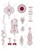 design patterns for textiles, prints, wallart