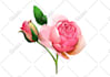 draw professional botanical illustrations