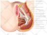 create medical anatomy surgical and scientific illustrations