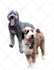 draw your pets, dog, animal into cartoon vector portrait