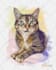 do a custom pet portrait, dog portrait, cat portrait