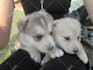 write dog articles and pet blog content