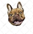 make a cartoon of your pet