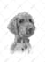 do a black and white pet portrait