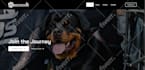 build  responsive wordpress website design, elementor pro website
