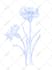 draw hand drawn botanical line art for tattoo, packaging, and floral logo