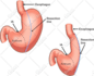 draw exercise, medical and anatomy illustrations