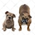 draw your pets, dog, animal into cartoon vector portrait