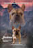 design premium stud flyers and breeding banners