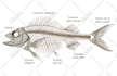 illustrate scientific figures for journal publications