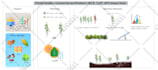 design scientific illustrations, medical figures, and infographics