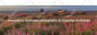 photography website wedding website with online booking on squarespace showit
