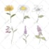 draw botanical illustrations of flowers, plants and fruits