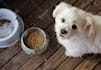 write dog articles and pet blog content