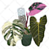 illustrate you and plants, colorful, flat art, pop art