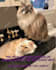 book cover design,  book cover design, KDP book cover