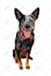 draw illustration your pets, dog, to cartoon vector potrait