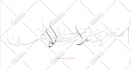 create handdrawn persian arabic calligraphy tattoo in 24h