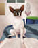 draw custom cute cartoon portrait, cute pet portrait